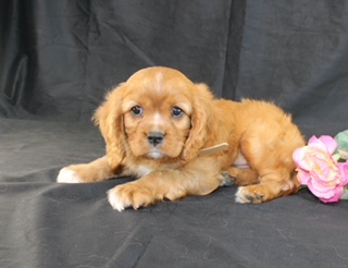 puppy, for, sale, Cavalier King Charles Spaniel, Ivan J. Stoltzfus, dog, breeder, Dornsife, PA, dog-breeder, puppy-for-sale, forsale, nearby, find, puppyfind, locator, puppylocator, aca